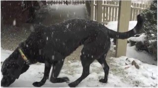 Adopt Ellie