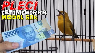 Rahasia spele main PLECI