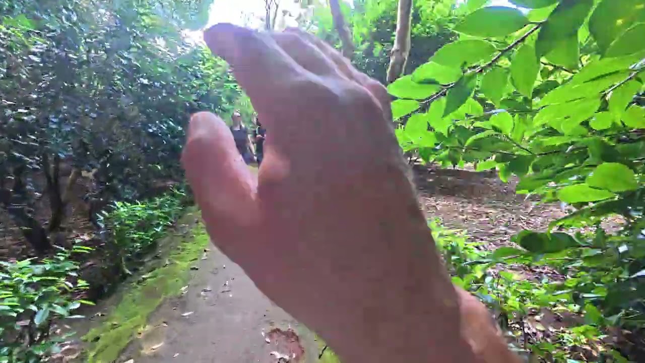 AZORES - SAO MIGUEL - TERRA NOSTRA PARK 2/2