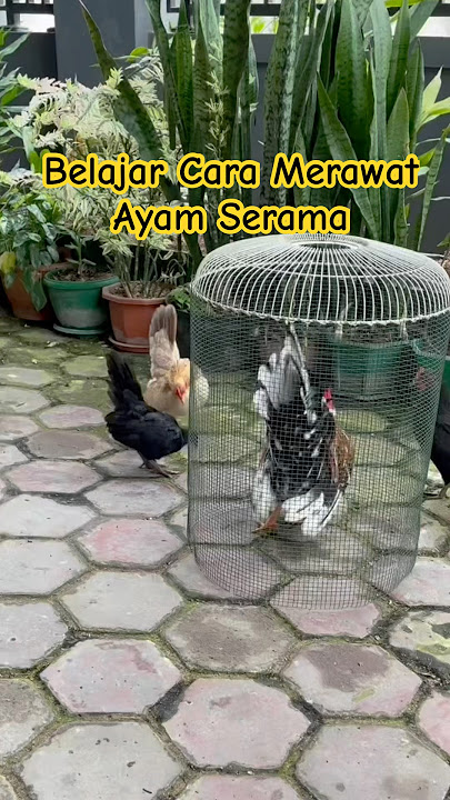 Belajar Cara Merawat Ayam Serama #ayamhias #ayamserama #seramachicken #hobiayam #hobiternak #fyp