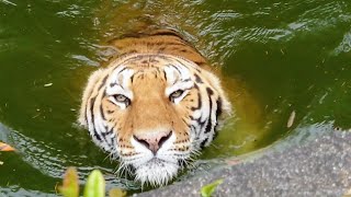 2024/05/20 アムールトラのソーン浜松市動物園