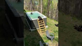 Bear Family Visit Gatlinburg Backyard || ViralHog