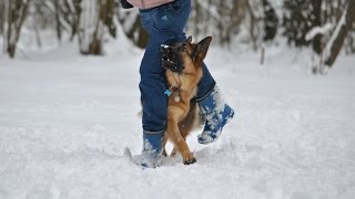 German Shepherd Maxi (tricks)