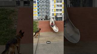 Мамы, у которых есть еще и собаки, вы мои герои! Арт на гель-мыло для лап из видео на wb - 165756636