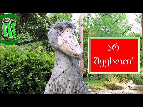 5 უცნაური არსება პლანეტაზე