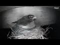 Robin bird, chicks and egg eaten by raccoon