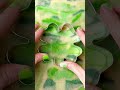Marbled four leaf clover shortbread cookies hand painted with luster dust