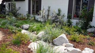 How to combine california native dry shade plants, for a lush-looking
evergreen garden that uses fraction of the water water-thirsty wet
yard. c...