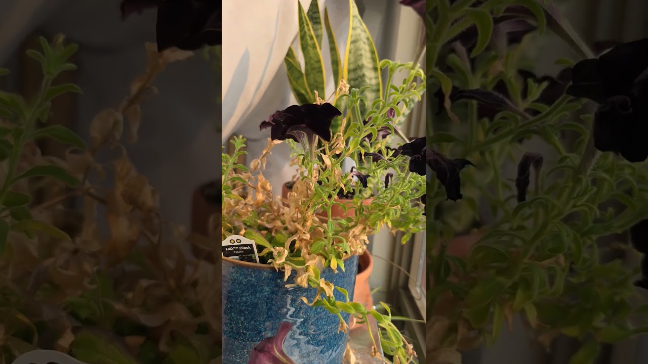 They are purple, a very dark purple 