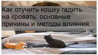 Как отучить кошку гадить на кровать: основные причины и методы влияния