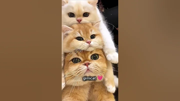 Watch the video about Cutie funny cat 🥰☺️ #cat #kitten #funnyanimal #funnycat #gimicat #cute #pets #trending #cutecatvideo