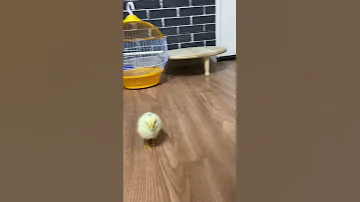 صيصان كتاكيت Chick 3 