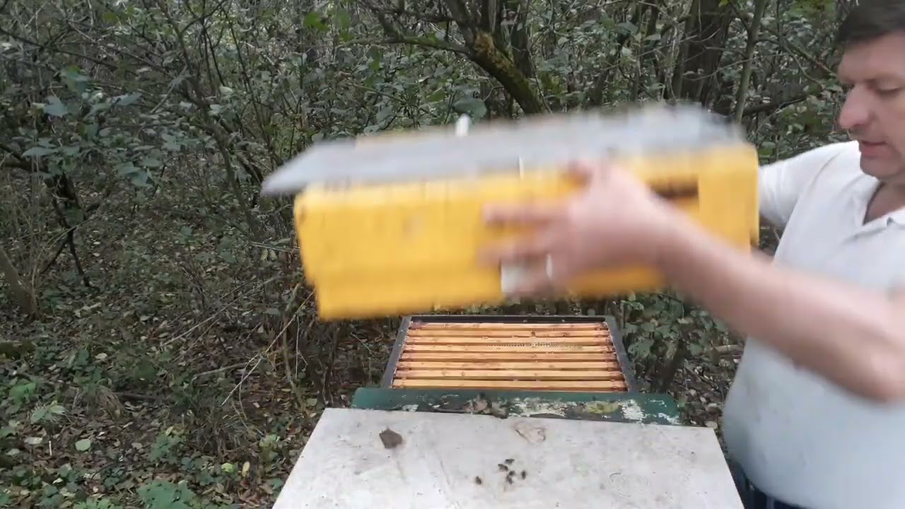 11.092024 Miód nawłociowy - właściwości i sposób pozyskana. Zakarmianie pszczół na zimę.