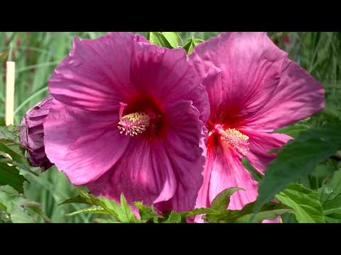 Video: Frottee-Hibiskus (52 Fotos): Rote Und Orange, Rosa Und Gelbe Zimmerblumen, Die Eine Chinesische Doppelrose Pflegen