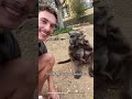 Funny warthogs #animallife #warthog #funnyanimals #funnyshorts