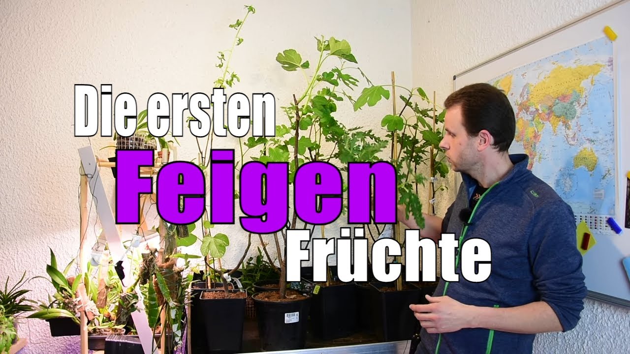 Feigen tragen erste Früchte: Was jetzt bei Wasser und Standort wichtig ist