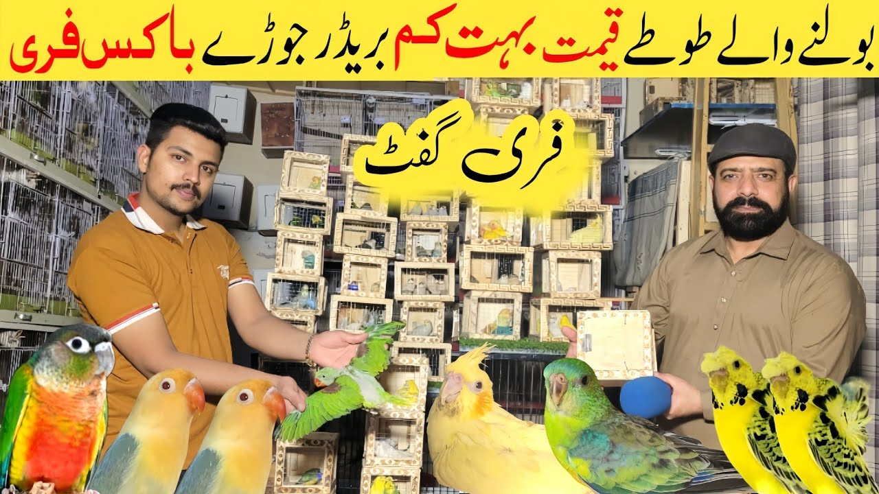 Sonu birds avairy | all birds farming | free gift 