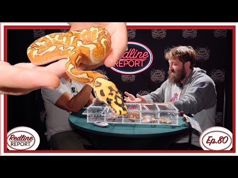 The Story of Aura Reptiles - Redline Report Ep.80