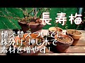 長寿梅　植え替えついでに株分け・挿し木で素材を増やす！