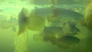 VID-20111006-00024.3GP