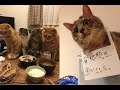 猫ちゃんの謎の行動に驚くけど、じわじわきて面白いｗ～I am amazed at the behavior of the mystery of the cat, interesting.