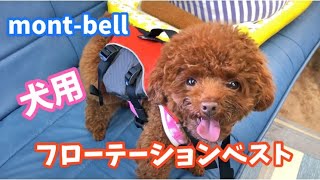 mont-bell犬用フローテーションベスト購入【トイプードルのサラ】