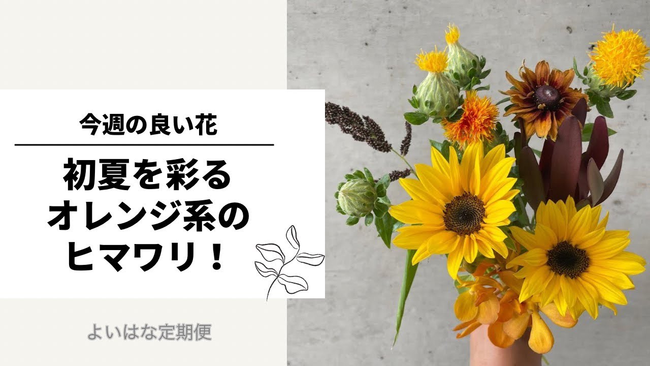 今週の良い花 テーマは ヤマキ花卉園さんのヒマワリ 第２弾 オレンジ系 22年6月13日発送 Youtube