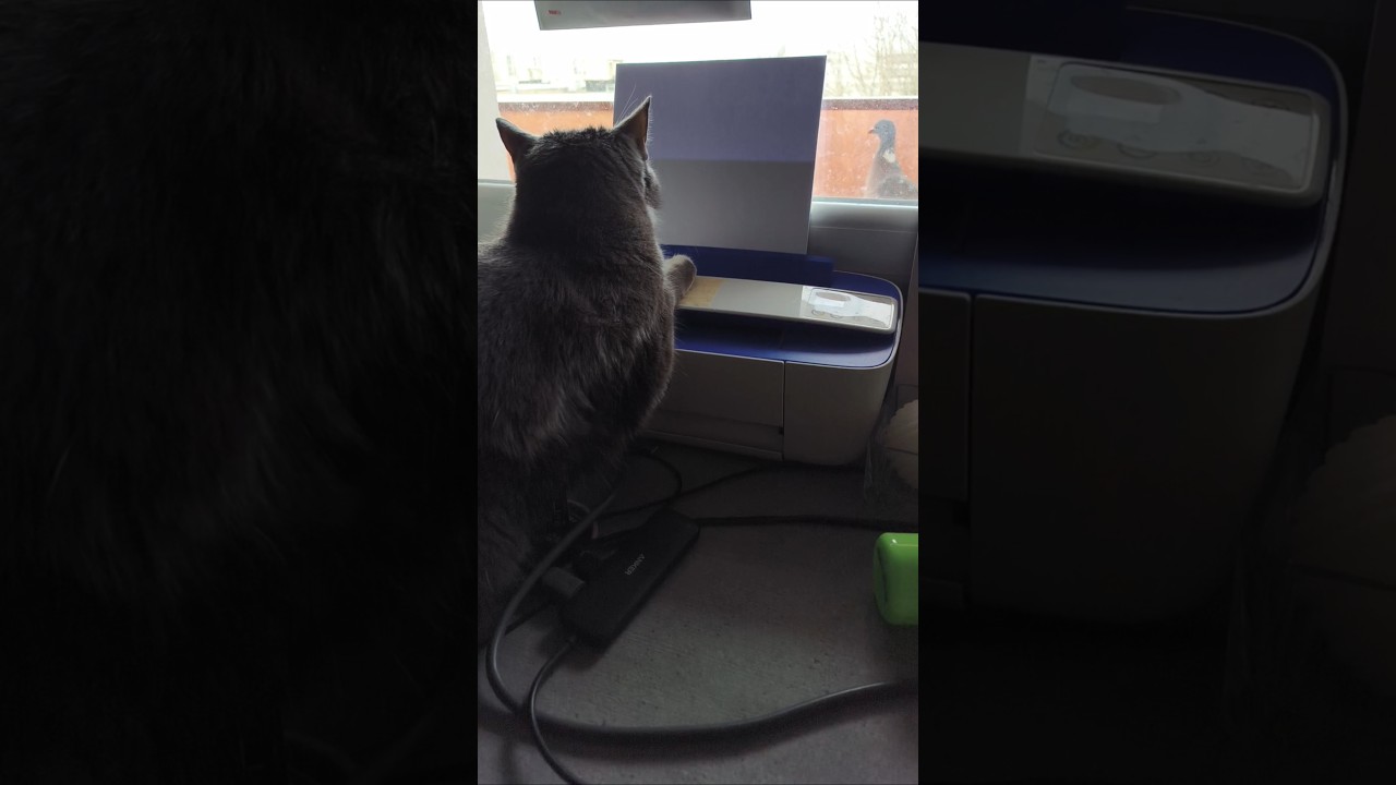Two Cats Watching Pigeons Through the Window