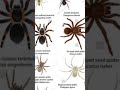 Goliath birdeater tarantula types of scary spiders#scary #spider