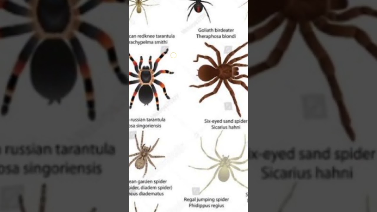 Goliath birdeater tarantula types of scary spiders