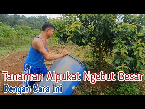 Video: Penyerbukan Silang Alpukat - Lakukan Penyerbukan Silang Pohon Alpukat