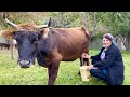 Grandma Milked The COW Cooking Pilaf And Pancakes From The Freshest Milk 