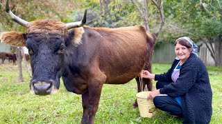 Grandma Milked the COW: Cooking Pilaf and Pancakes from the Freshest Milk