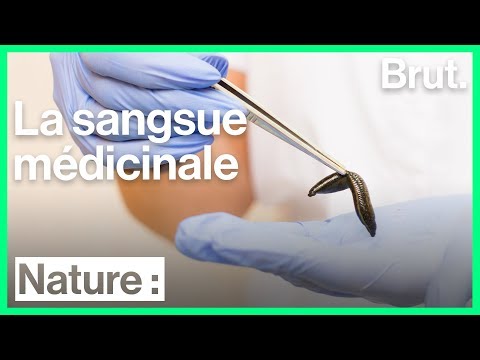 Vidéo: Retour Aux Sangsues Du Passé: Phlébotomies Répétées Et Risque Cardiovasculaire