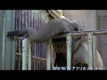 アフリカゾウ Elephant 東山動植物園 暑いので室内に