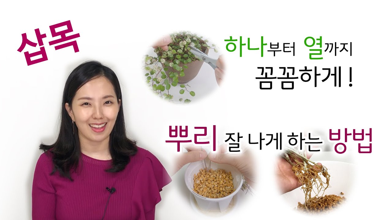삽목! 이론과 실제! 세상 쉬운 이 방법~