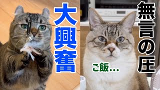 遊ぶ猫・遊ばない猫…3COINS猫じゃらしの意外な結末