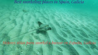Galicia Snorkel - Guia Identificacion Peces (Fish Spotting Guide)