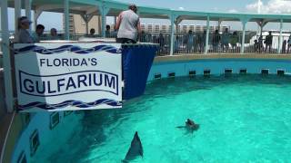 Florida Ft. Walton Beach Dolphin Show HD Part 2