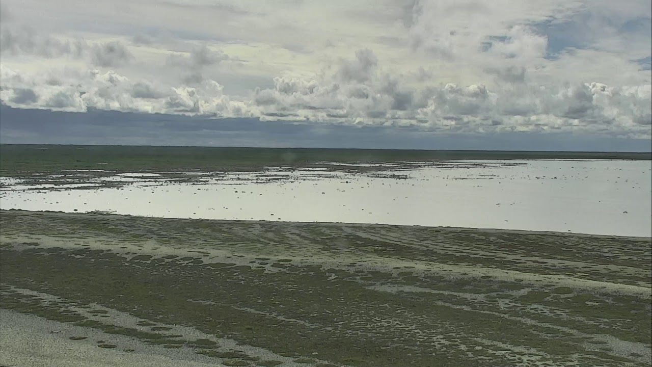 Polar Bears Cape North - Wapusk National Park Cam 07-30-2018 13:27:31 - 14:07:04