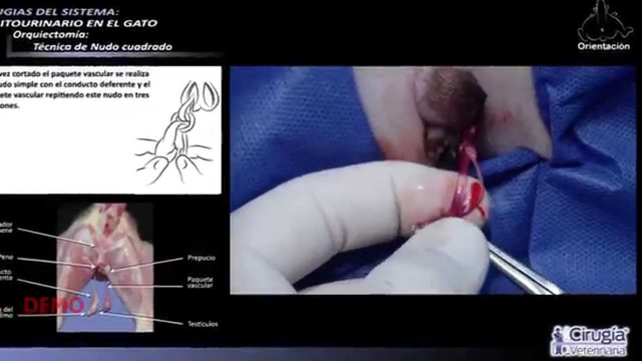 camera iphone 8 plus apk Orquiectomía en Gato: Técnica de Nudo cuadrado | Demo