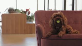 Absolute Pawfection (Pet Grooming in San Diego)