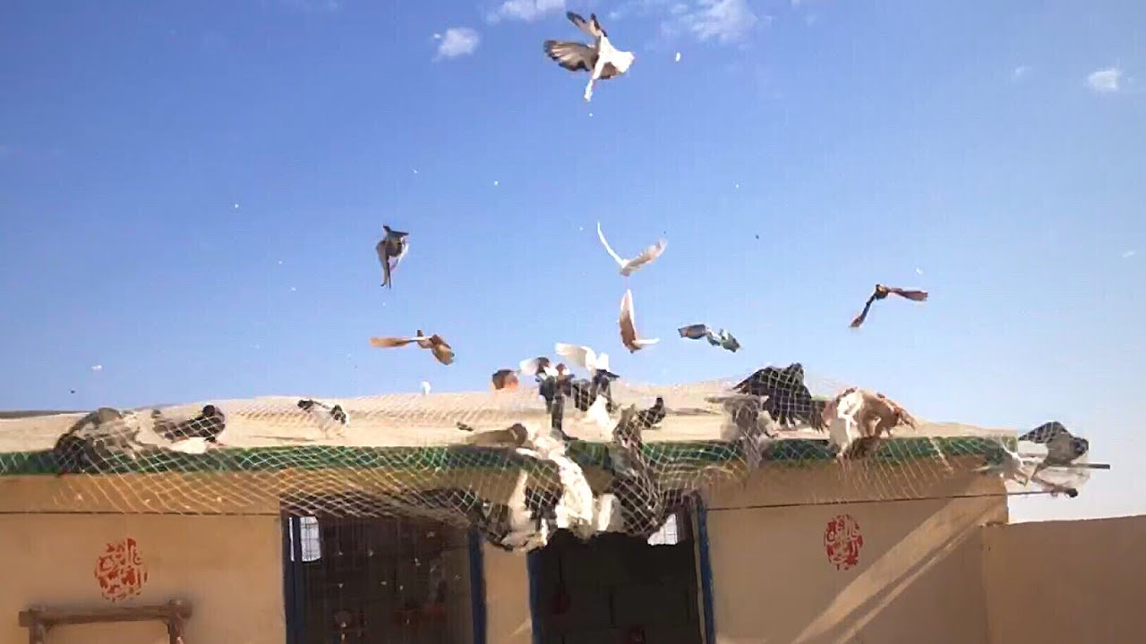 صيد صيد احقر من هل طير الحمام ما شفت