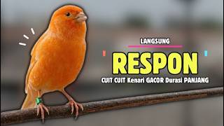 Download Lagu Langsung RESPON !!! Suara PANCINGAN Kenari PAUD Belajar Bunyi Ngeriwik || Masteran Kenari Paud #673 MP3