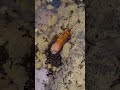 Cockroach vs Ant Army 😱🪳 #insects #fourmis   #ants  #antkeeping  #animals #shorts #viral #ytshorts