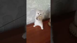 🐱Funny cat video 🐱🐱.#cat