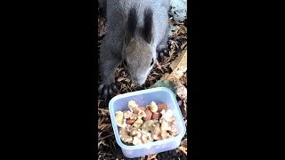 This girl squirrel hated almonds