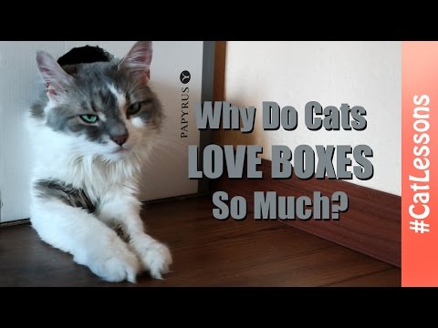 Videó: Miért Szeretik A Macskák A Dobozokat?