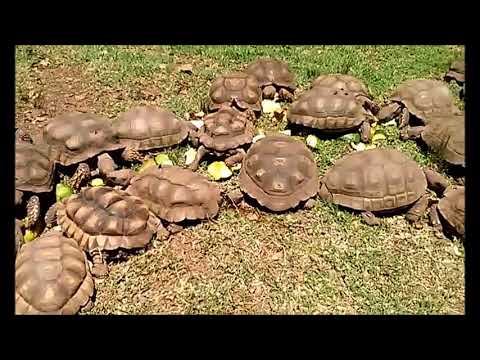 Vídeo: Quants Anys Viu Una Tortuga Terrestre