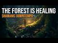 The Forest Music 🌿 Shamanic Downtempo | Tribal Beats for Relax, Meditation &amp; Dance